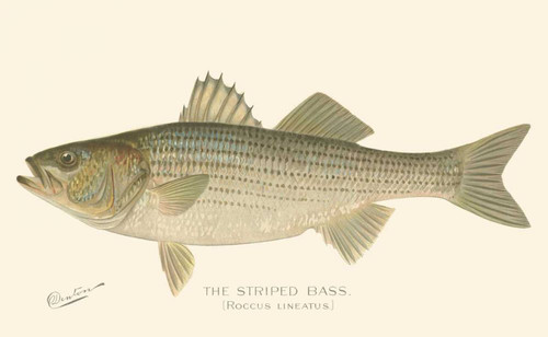 Striped Bass Poster Print - Denton