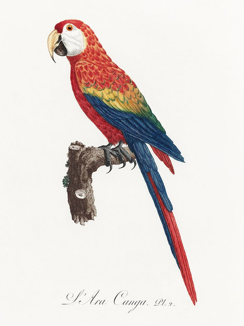Levaillant Parrot II Poster Print - Francois Levaillant