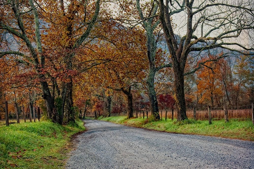 Morning on Sparks Lane I Poster Print - Danny Head