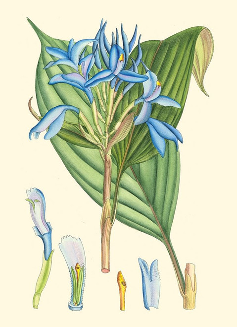 Periwinkle Blooms I Poster Print - Curtis