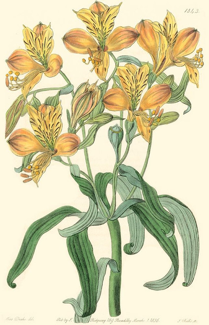 Golden Beauty III Poster Print - Sydenham Edwards