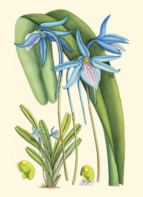 Periwinkle Blooms IV Poster Print - Curtis