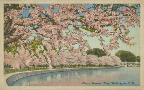 Cherry Blossom Time Poster Print - Unknown