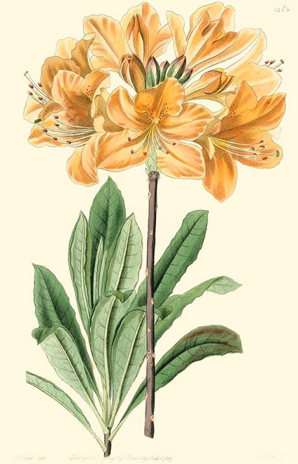 Golden Beauty II Poster Print - Sydenham Edwards