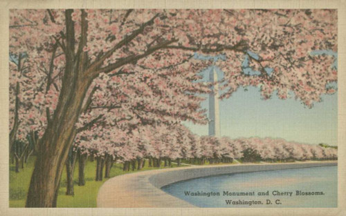 Wash. Monument and Cherry Blossoms Poster Print - Unknown
