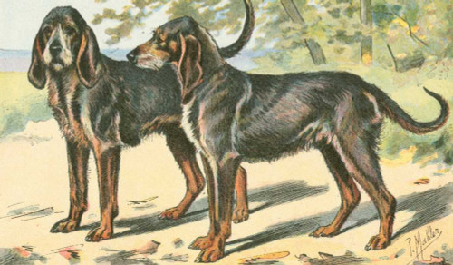 Mans Best Friend XI Poster Print - Unknown