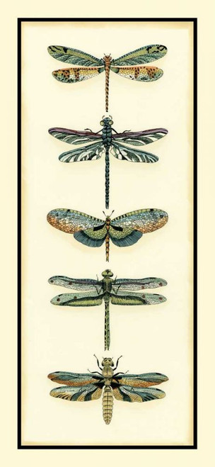 Dragonfly Collector II Poster Print - Chariklia Zarris