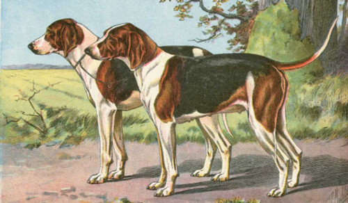 Mans Best Friend VII Poster Print - Unknown