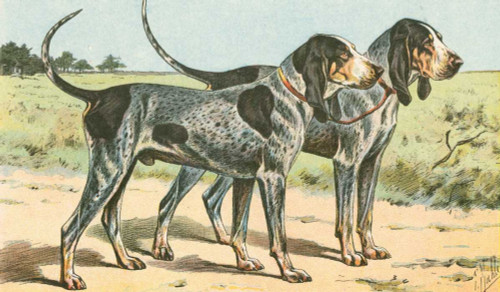 Mans Best Friend VIII Poster Print - Unknown