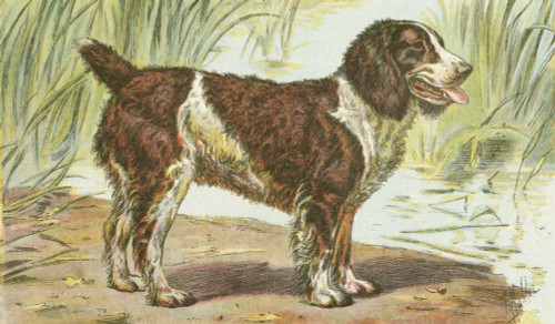 Mans Best Friend IV Poster Print - Unknown