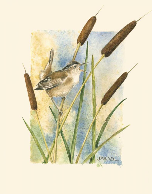 Marsh Wren and Cattails Poster Print - Janet Mandel