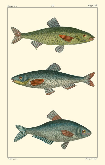 Freshwater Fish III Poster Print - Pretre
