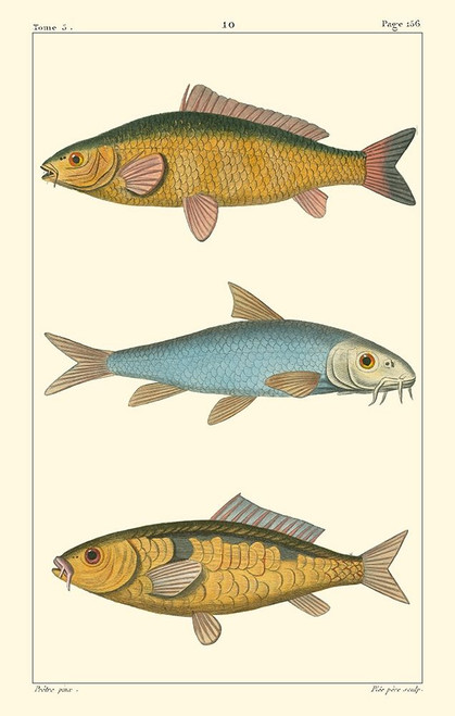 Freshwater Fish II Poster Print - Pretre