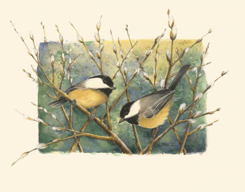 Chickadees and Pussy Willow Poster Print - Janet Mandel