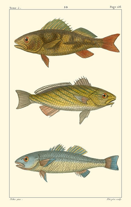 Freshwater Fish I Poster Print - Pretre