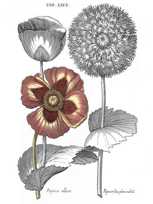 Tinted Floral II Poster Print - Basilius Besler