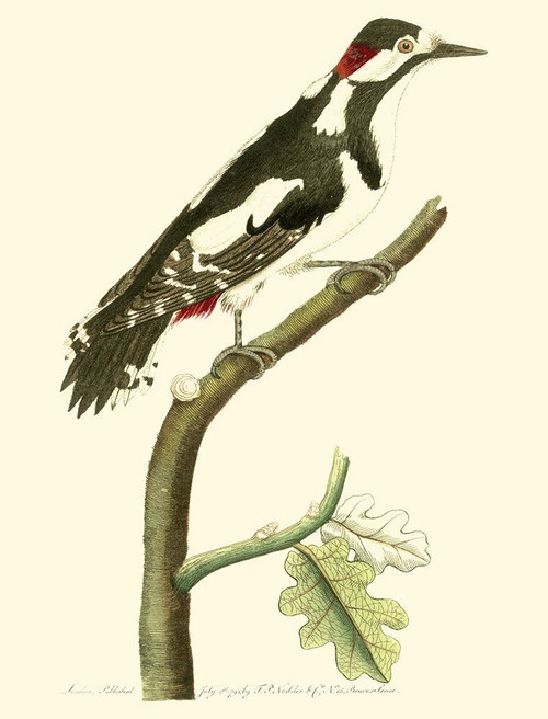 Crimson Birds V Poster Print - Frederick P. Nodder