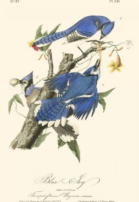 Audubon Blue Jays Poster Print - John James Audubon