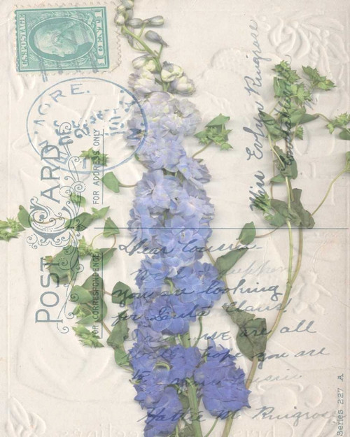 Small Postcard Wildflowers II Poster Print - Jennifer Goldberger