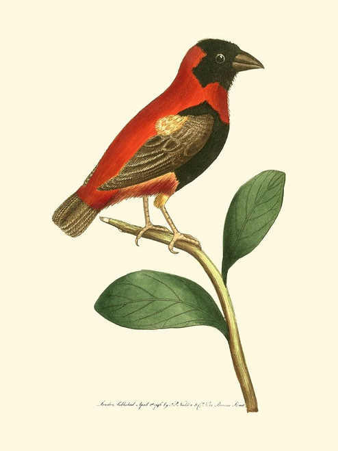 Crimson Birds I Poster Print - Frederick P. Nodder