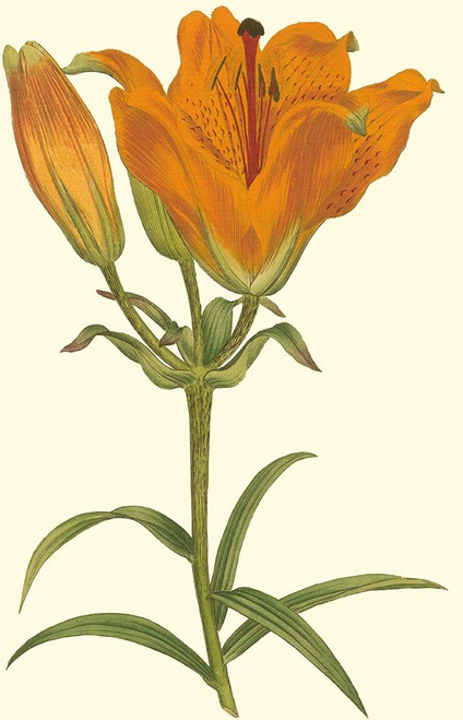 Lily Varieties III Poster Print - Curtis