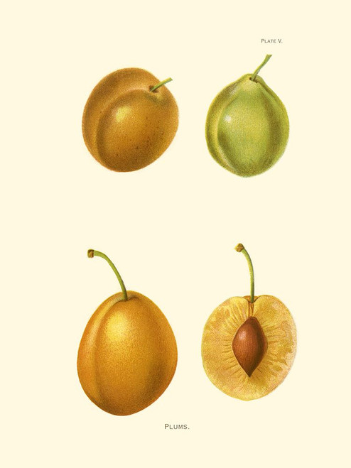 Plums I Poster Print - Unknown