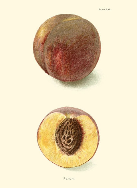 Peach Poster Print - Unknown