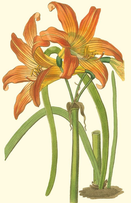 Lily Varieties IV Poster Print - Curtis