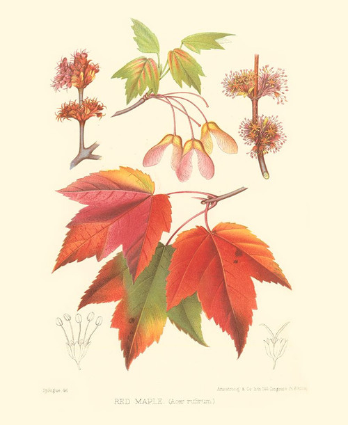 Red Maple Poster Print - Sprague