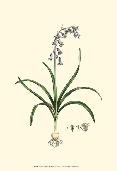 Curtis Garden III Poster Print - Curtis