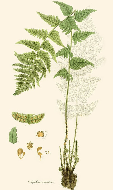 Curtis Ferns I Poster Print - Curtis