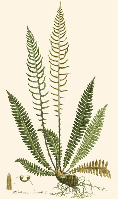 Curtis Ferns III Poster Print - Curtis