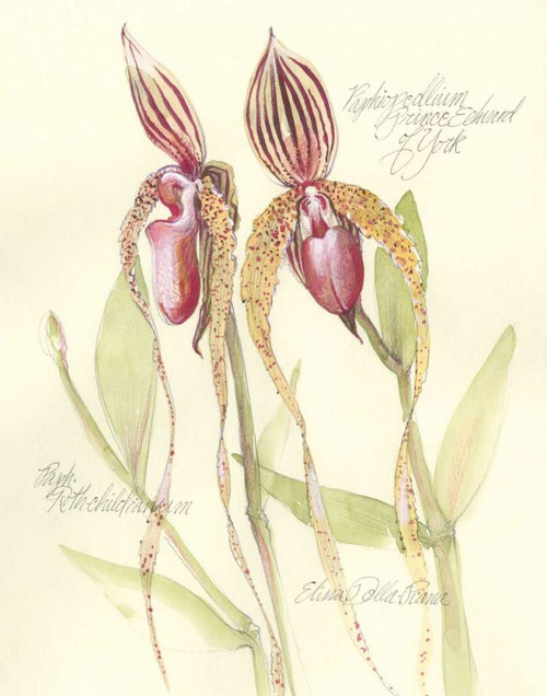 Elissas Garden VIII Poster Print - Elissa Della-Piana
