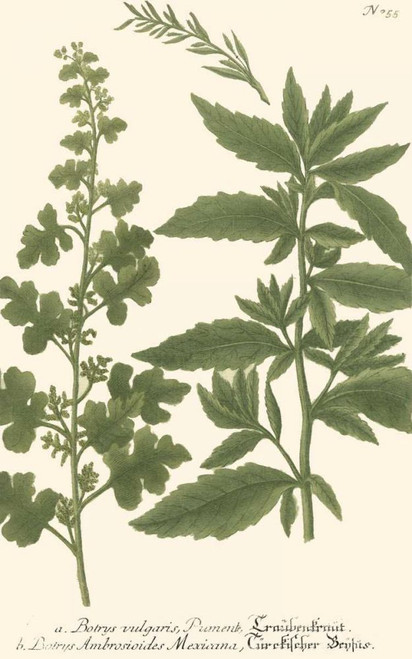 Weinmann Leaves III Poster Print - Weinmann