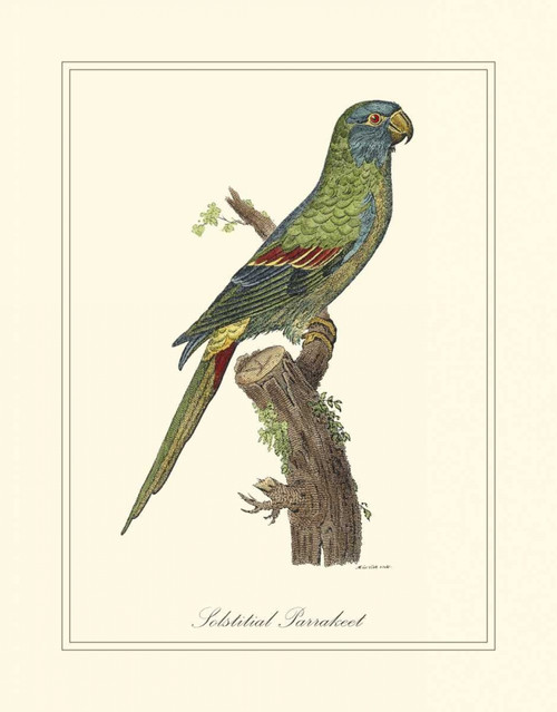 Solstitial Parrakeet Poster Print - George Edwards
