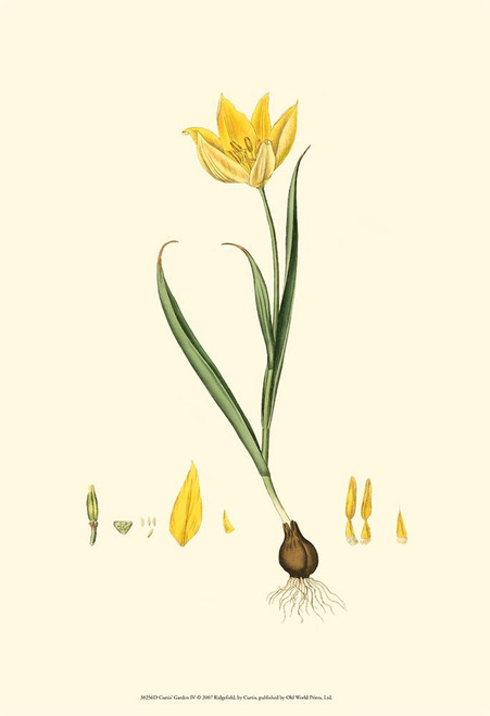 Curtis Garden IV Poster Print - Curtis