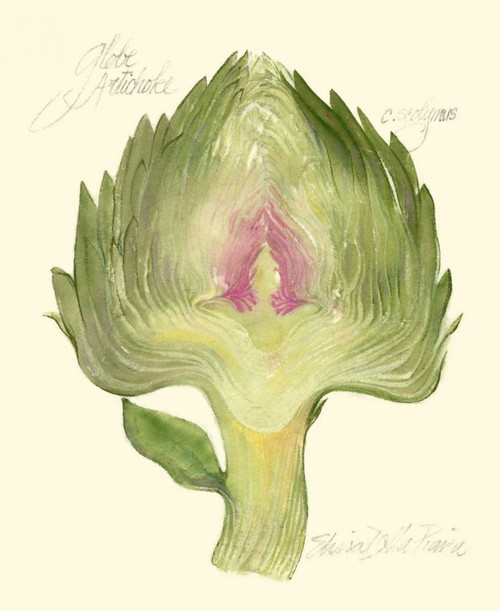 Globe Artichoke Poster Print - Elissa Della-Piana