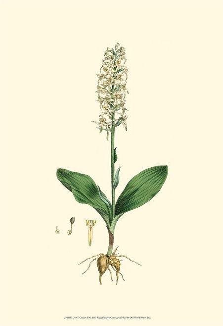 Curtis Garden II Poster Print - Curtis