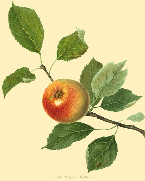 The Orange Pippin Poster Print - Unknown