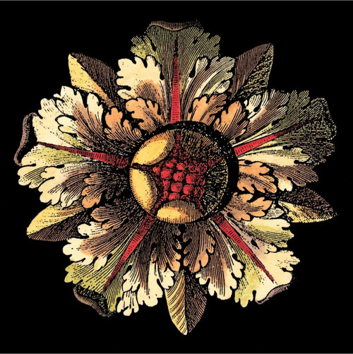Rosette on Black III Poster Print - Da Carlo Antonini