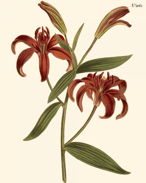 Fiery Florals I Poster Print - Curtis