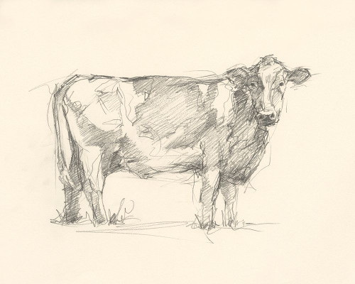 Bovine Pencil Study I Poster Print - Ethan Harper