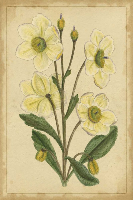 Curtis Blooms in White II Poster Print - Unknown