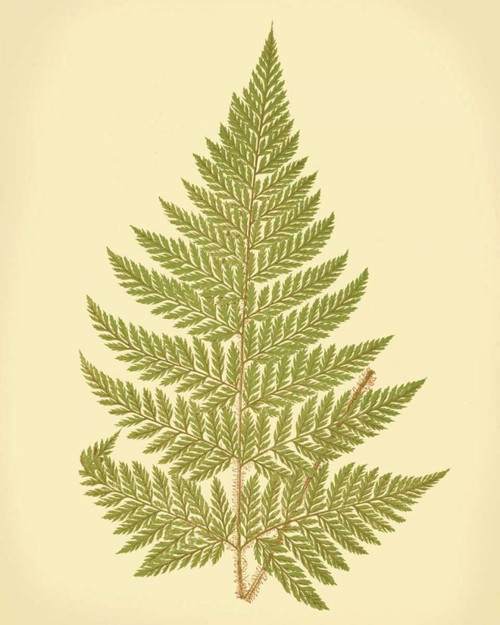 Lowes Fern I Poster Print - E.J. Lowe