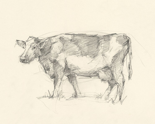 Bovine Pencil Study II Poster Print - Ethan Harper