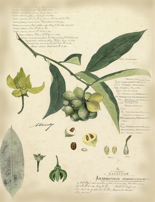 Descube Botanical II Poster Print - A. Descubes