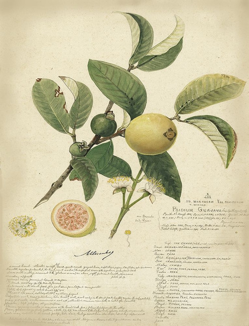 Descube Botanical I Poster Print - A. Descubes