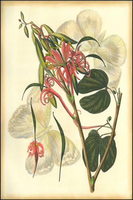 Floral Fantasia I Poster Print - Unknown