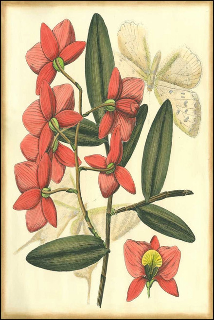 Floral Fantasia III Poster Print - Unknown