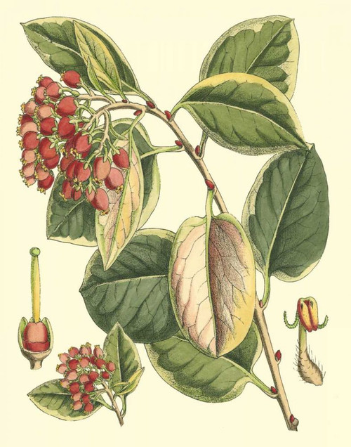 Botanical Fantasy IV Poster Print - Unknown